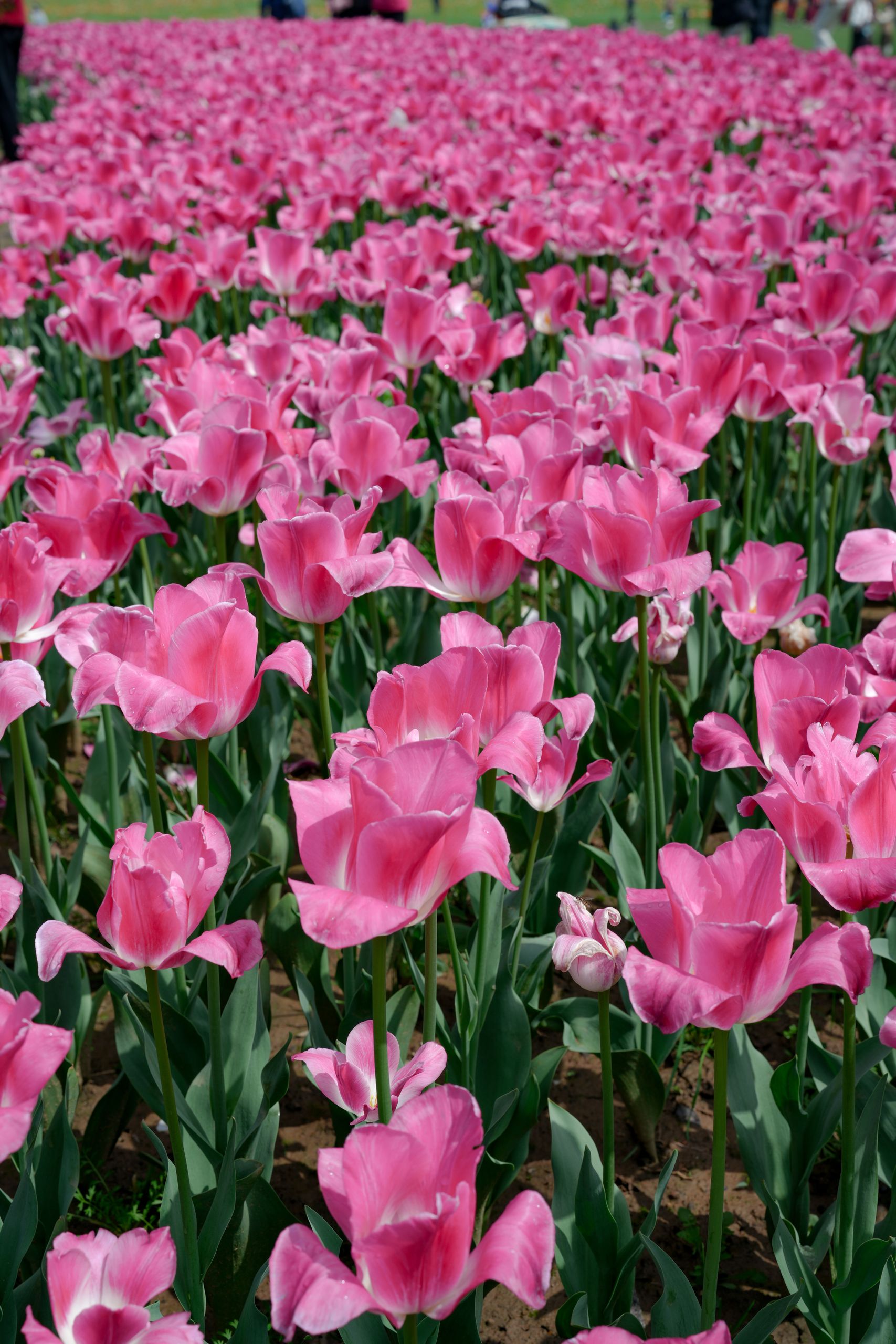 A stunning field filled with blooming pink tulips under daylight.