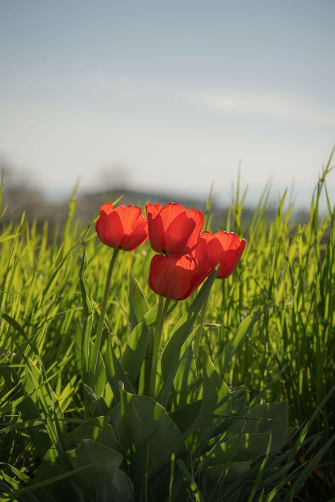 Rote Tulpen im Gegenlicht